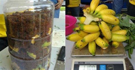 Cara pangkas cabang kacang panjang agar berbuah lebat. Ini Cara Paling Mudah Hasilkan Baja Organik Penggalak Buah ...