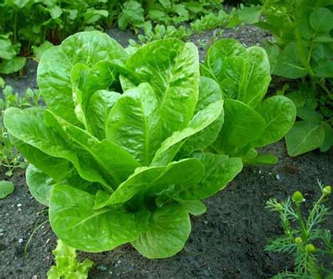 Lettuce Leafy Vegetable Farming