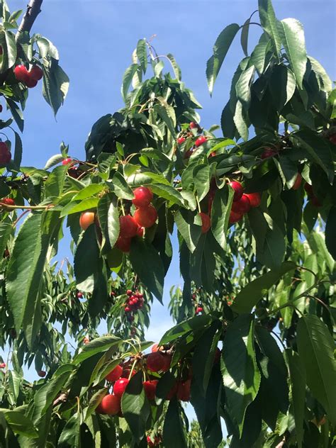 Our News Oppys California Cherry Deal Gets Early Pick Of The Season