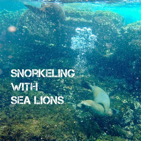Snorkeling With Sea Lions In Loberia On Santa Cruz Island Galapagos