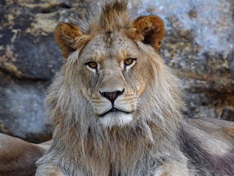 Close Up Portrait Of Young Male African Lion Stock Image Image Of