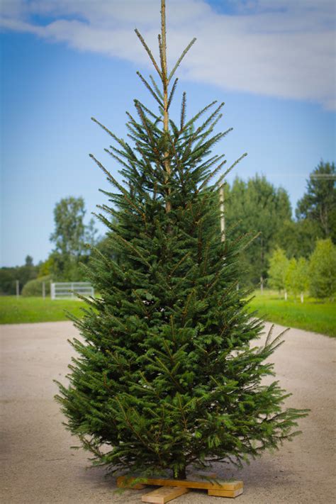 Trees Planet Picea Abies Norway Spruce