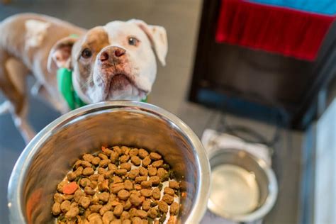 Fresh food also retains its moisture, which is important for a dog's digestive health and satiety. An Easy Way to Feed Your Dog Fresh Food - La Jolla Mom