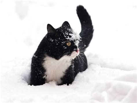 5 Ways To Improve Cat Litter Longevity During Winter Catster