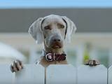 Dog Flea Commercial Pictures