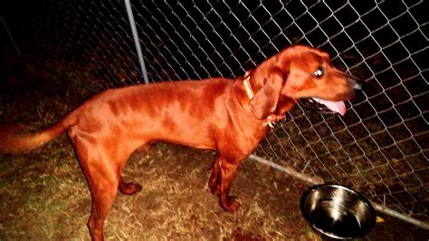 Redbone Coonhound Puppies For Sale Tulsa Ok 319845