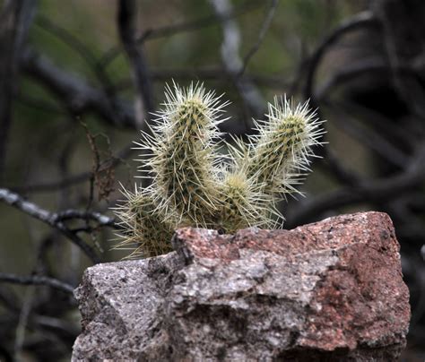 Baby Cacti Free Stock Photo Public Domain Pictures