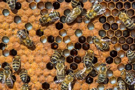 Baby Bee Lifecycles And Roles Of The Honey Bee