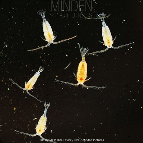 Minden Pictures Copepod Diaptomus Sp Group Gathering To Feed On