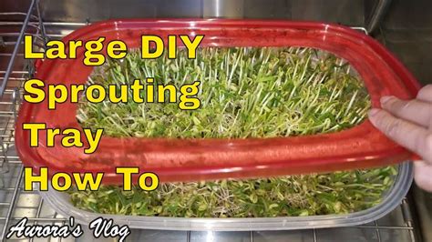 Pin On Diy Large Sprouting Tray