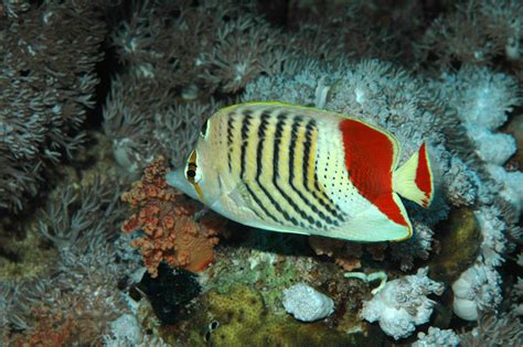 It used to be a rustic style with a laid back atmosphere. Scuba diving courses and escursion - Sharm el Sheikh ...