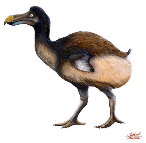 Dodo Bird Painting At Explore Collection Of Dodo