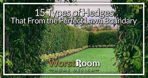 15 Types Of Hedges That Form The Perfect Lawn Boundary Worst Room
