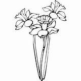 Narcissus Coloring Sheet Flowers sketch template