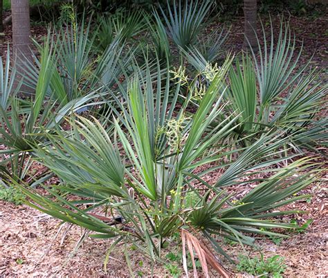 How To Grow The Dwarf Palmetto Palm Tree Sabal Minor