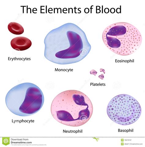 Celulas De La Sangre