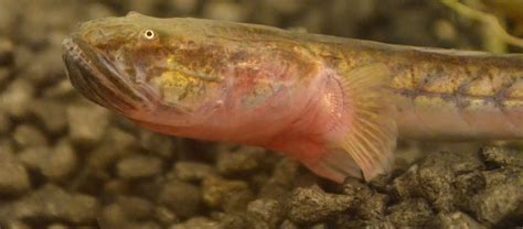 How To Care For A Violet Goby Dragon Goby Or Dragonfish Goby Fish