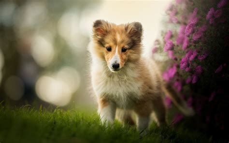 Download Wallpapers Shetland Sheepdog Puppy Sheltie Pets Bokeh