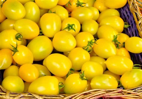 Tomato Yellow Plum Asia Seeds
