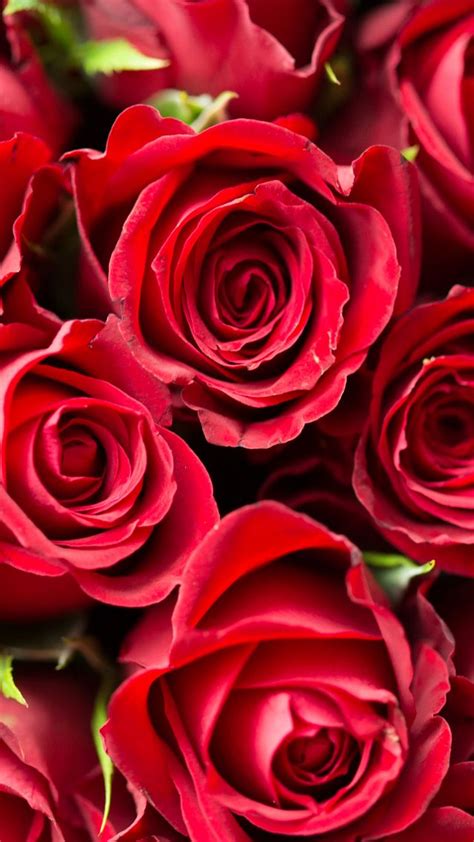 🔥 Download Wallpaper Rose Flower Red 4k Nature By Shawnd73 Roses