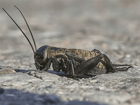 An Extensive Guide To House Crickets In Az Arizona Types Of Crickets