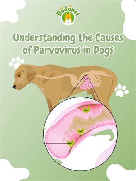 Dog Diseases Parvo Understanding And Spotting Parvo Symptoms The Care Pet