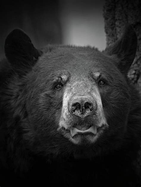 Black Bear Portrait Digital Art By Troy Wright Fine Art America
