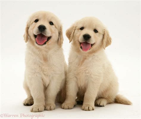 So Stinking Cute Golden Retriever White Golden Retriever Puppy Puppies