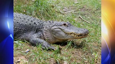 Tulsa Zoo Announces Death Of Female American Alligator Fox23 News