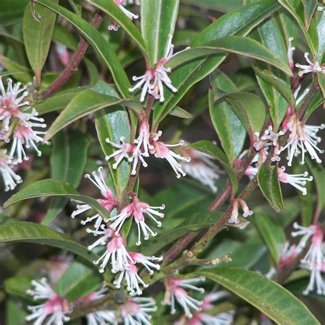 5 Must Have Shrubs For Winter Scent