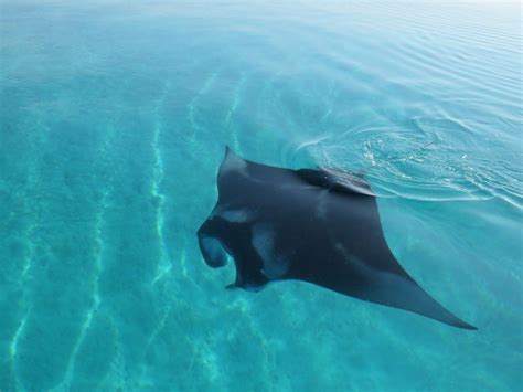 Swimming With Manta Rays In Ukulhas Maldives The Altruistic Traveller