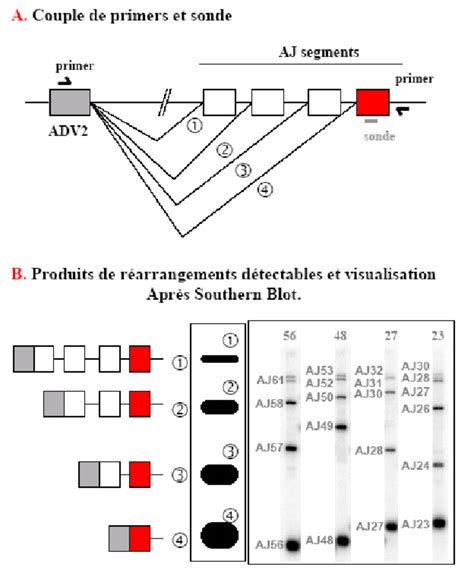 It makes abundant what was once scarce. 9 : Principe et méthodologie de la PCR multiplexe pour ...