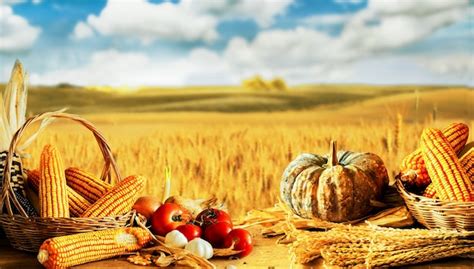 Harvest In Field Thanksgiving In Autumn And Fall Season Photo