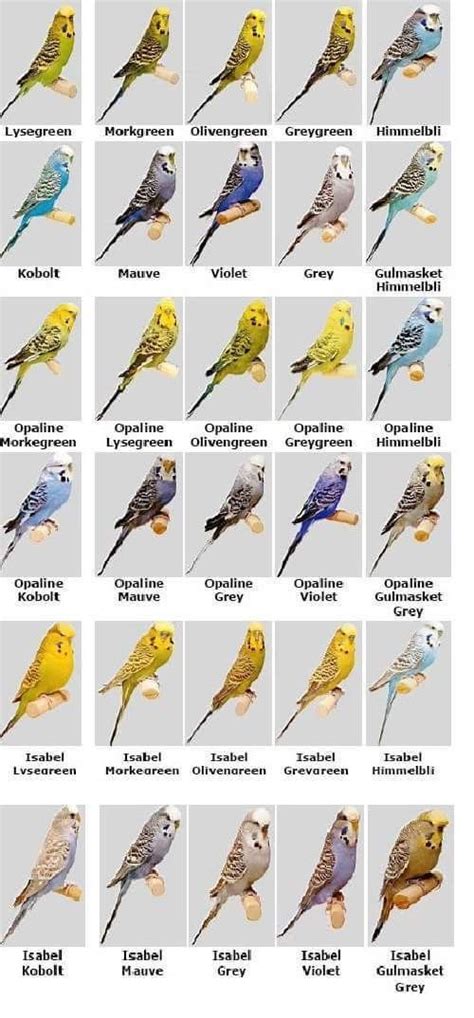 Image Result For Budgerigar Colour Chart Types Of Pet Birds Love Birds