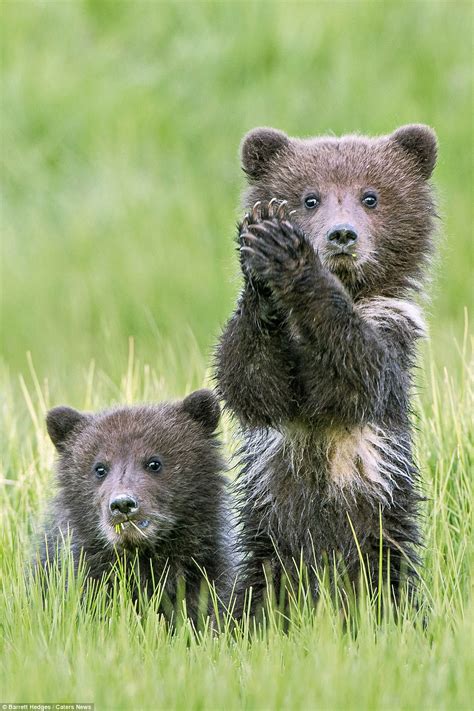 Bear Cubs Give The Arrival Of Spring A Round Of A Paws In Alaska