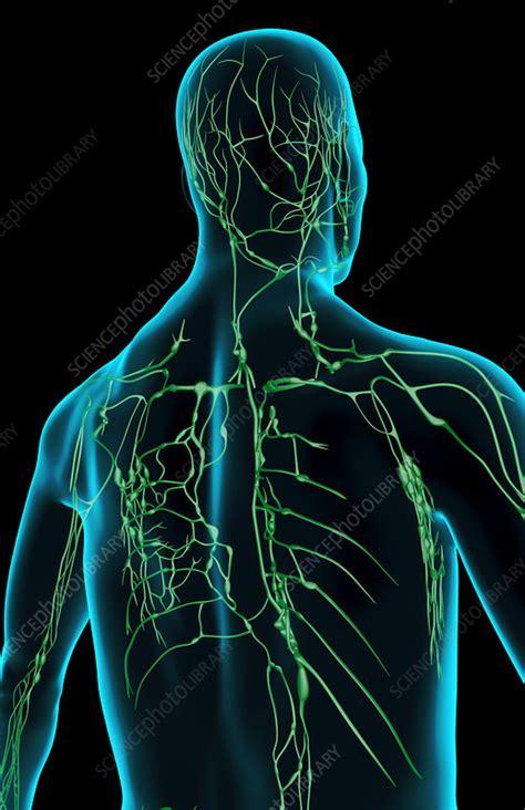 The Lymph Supply Of The Upper Body Stock Image F0018903 Science
