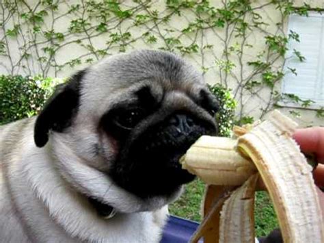 While baby food may seem harmless, feeding it to your dogs can have some unintended—and undesirable—consequences. happy the pug eating a banana - YouTube