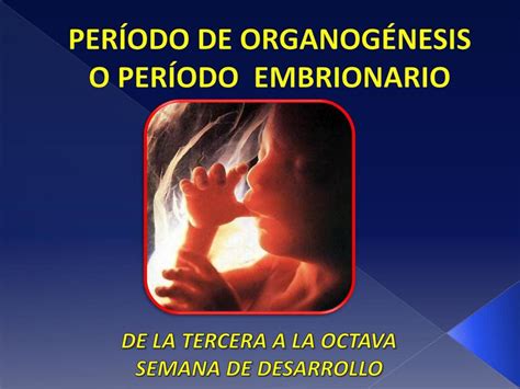 Periodo Embrionario 3a A 8a Semana Dayana Solano Udocz