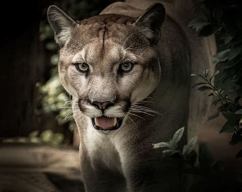 Tigre Marrón Puma Felino Depredador Salvaje Retrato Cara Ojos