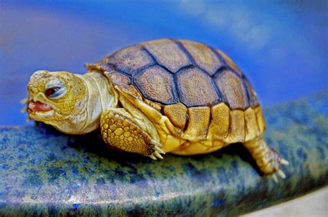 Free Images Animal Blue Reptile Baby Fauna Close Up Tortoise