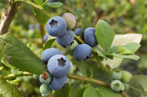 There are 16 calories in 1 ounce of blueberries. Vermont Garden Journal: Pruning Blueberries | Vermont ...