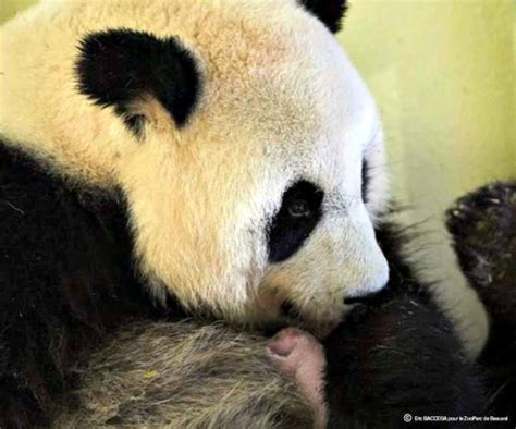 Meet Mini Yuan Zi Frances First Giant Panda Cub Zooborns