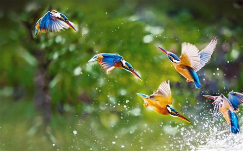 Download 3840x2400 Wallpaper Lovely Kingfisher Birds 4 K Ultra Hd 16
