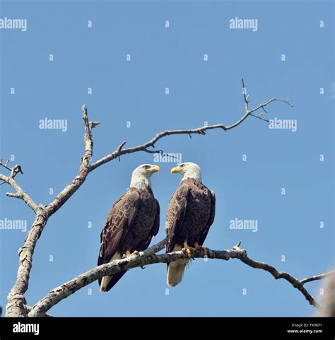 Two Bald Eagles Branch Hi Res Stock Photography And Images Alamy
