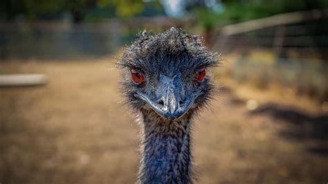 30 Energizing Facts About Emus Fact City