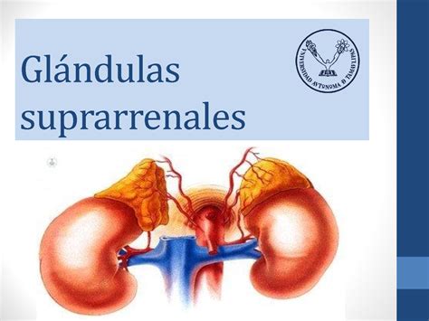 Glándulas Suprarrenales Anatomía Y Fisiología Básica Diapositivas De Anatomía Docsity