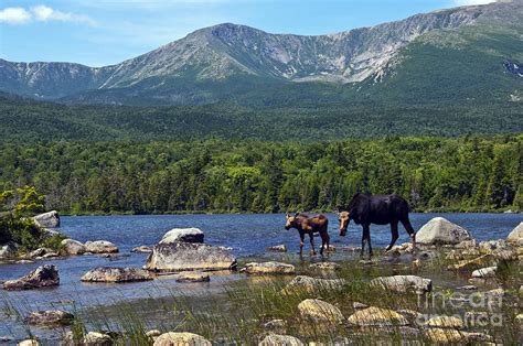 We did not find results for: Moose Baxter State Park Maine 2 Photograph by Glenn Gordon