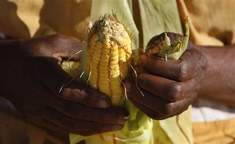 Sas Genetically Modified Maize Heres What You Should Know About It