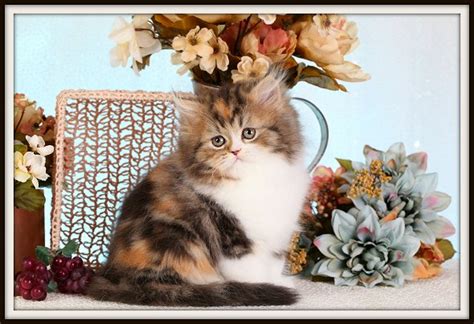 Calicos are the traditional patched cats with a combination of. Calico Tabby & White Persian Kitten For SaleDesigner ...