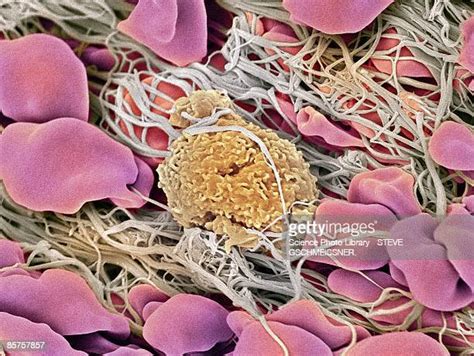Immune Cells White Blood Cells Photos Et Images De Collection Getty
